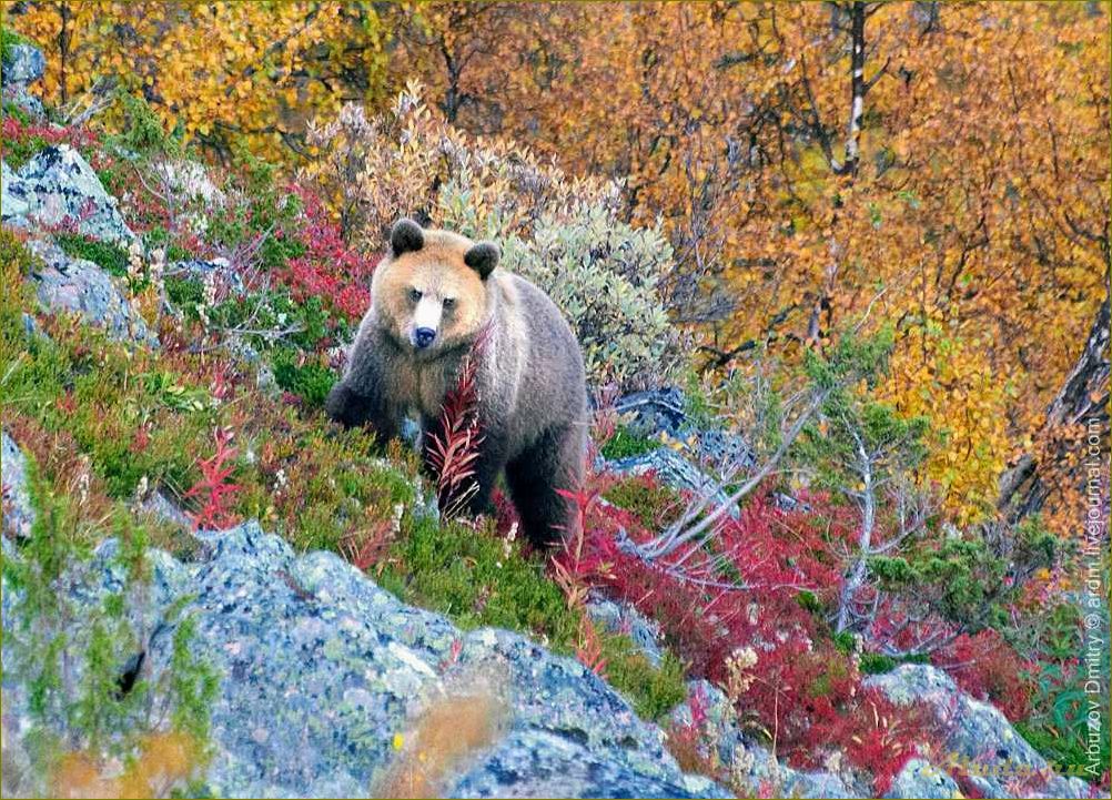 Отдых в Мурманской области с вашими любимыми питомцами — лучшие места и активности