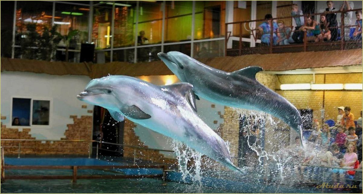 Дубки база отдыха Ярославская область дельфинарий