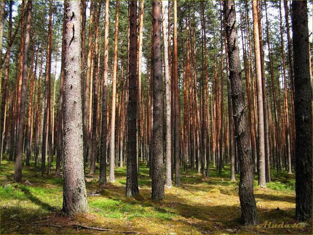 Отдых в прекрасных лесах орловской области — гармония с природой и релаксация для души