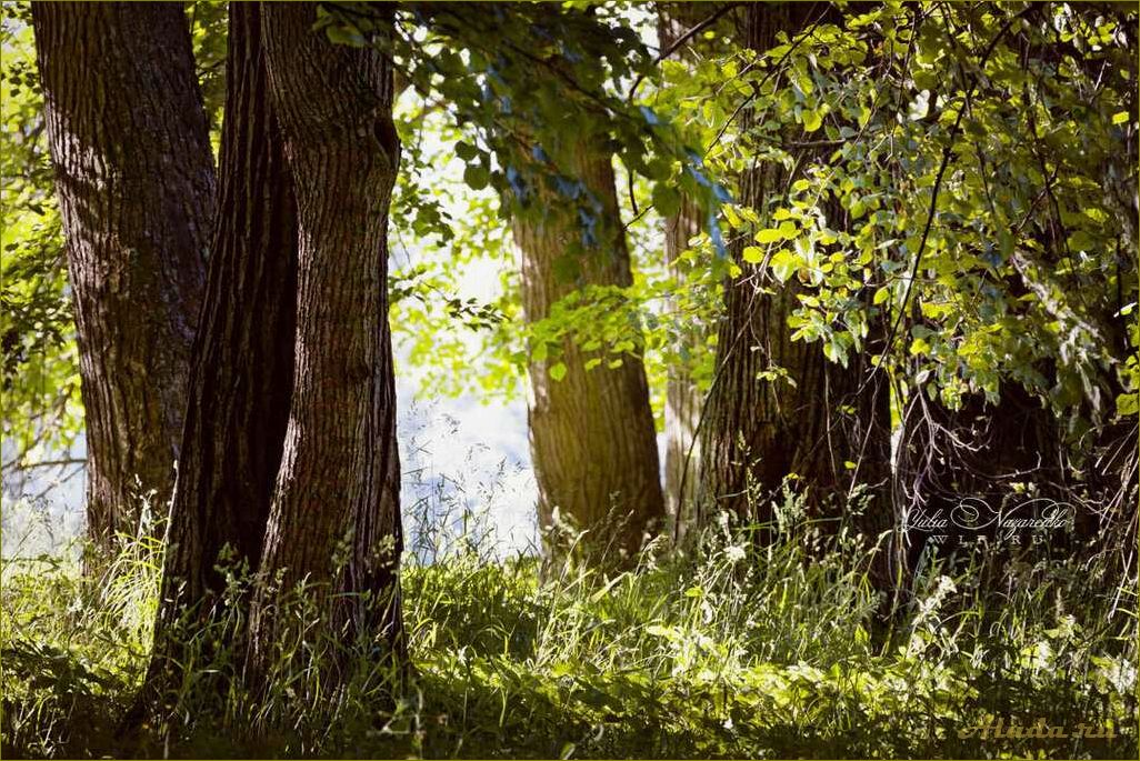 Отдых в прекрасных лесах орловской области — гармония с природой и релаксация для души