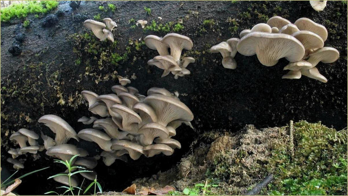 Ростовская область предлагает отдых на вешенках — грибные экскурсии и гастрономические путешествия
