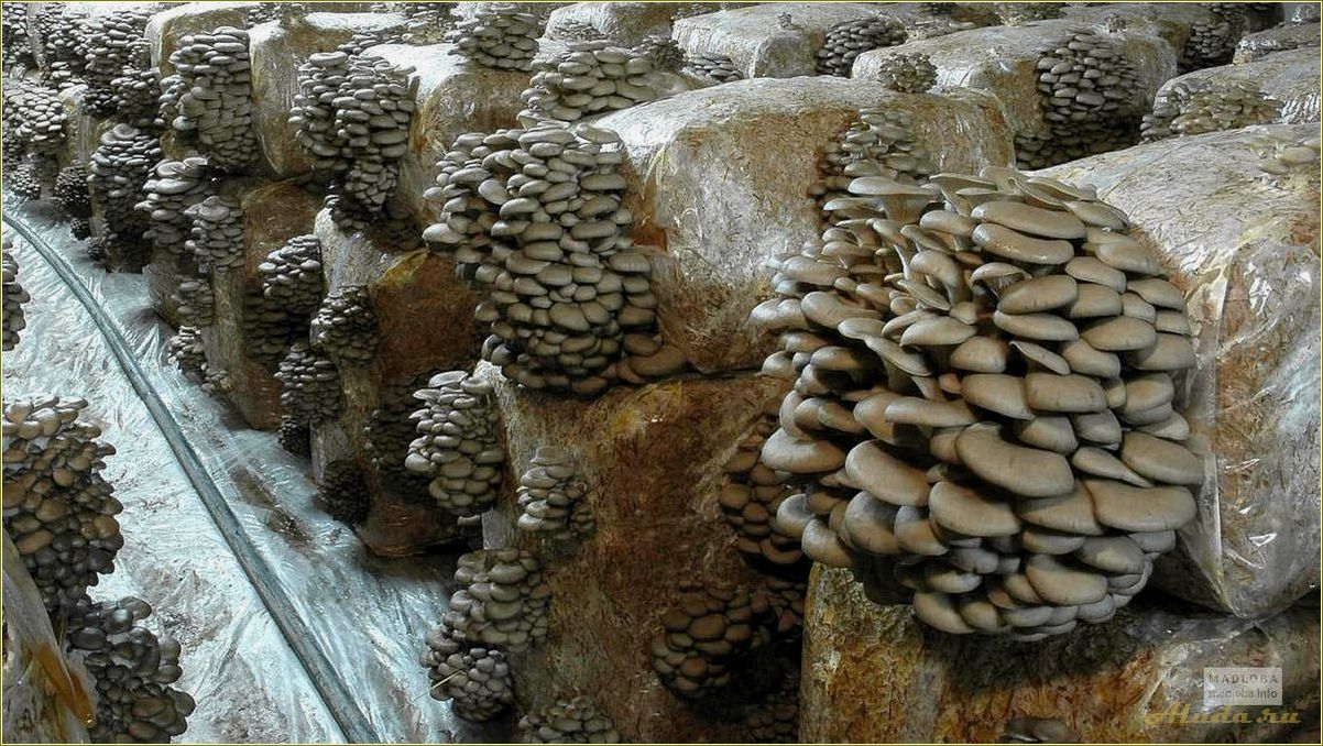 Ростовская область предлагает отдых на вешенках — грибные экскурсии и гастрономические путешествия