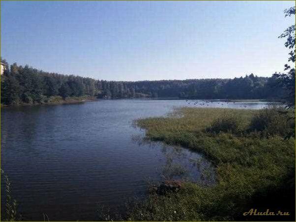 База отдыха Зеленый Берег в Орловской области — идеальное место для отдыха на природе