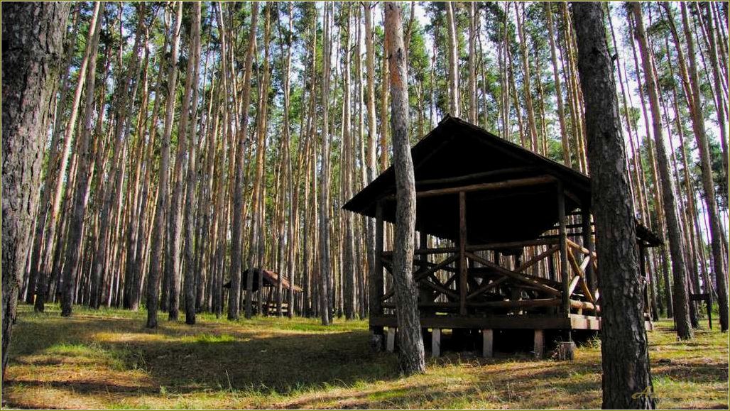 Отдых в лесу Тамбовской области