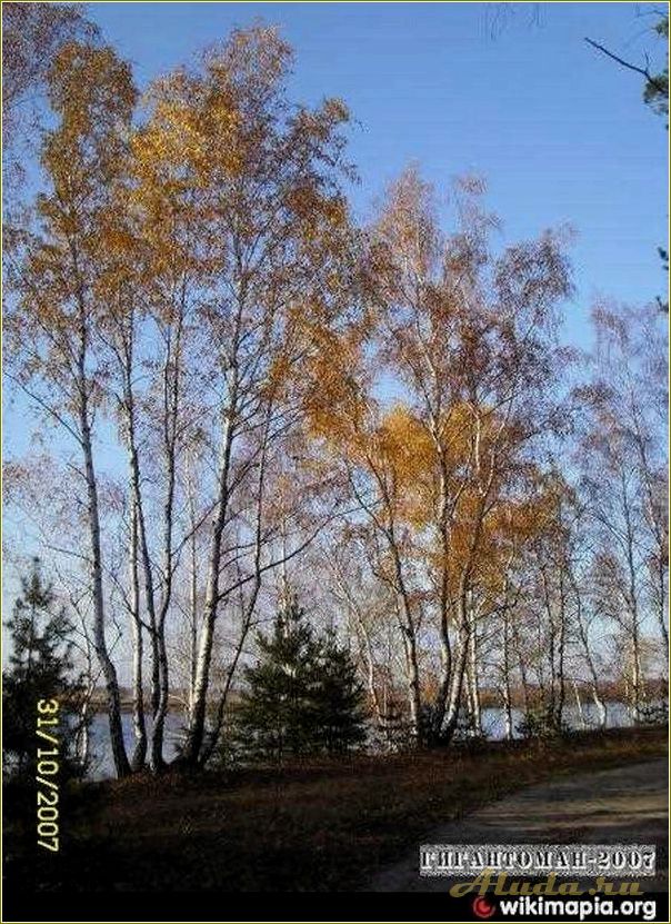 База отдыха в Приокском районе Рязанской области — уникальная возможность насладиться прекрасными пейзажами и комфортом