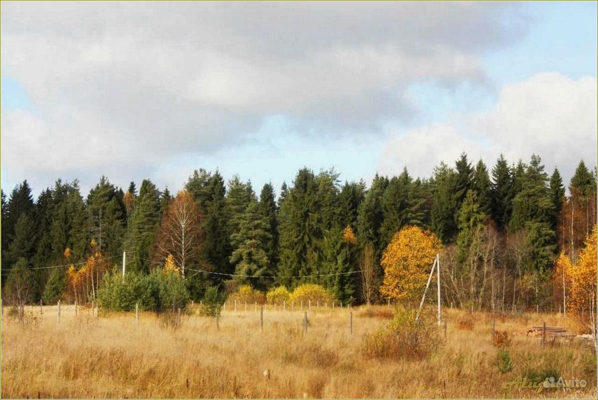 Лесная поляна в Ярославской области: достопримечательности и прелести природы
