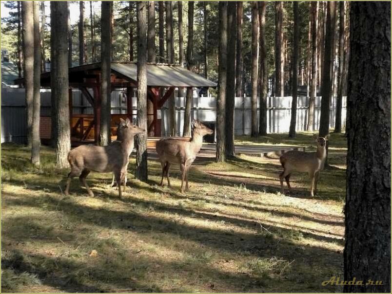 Лучшие базы отдыха в Пскове и Псковской области для незабываемого отдыха на природе