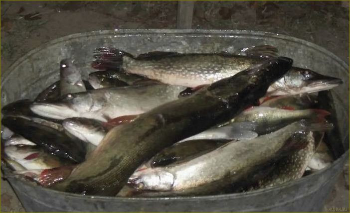 (отдых, частном, секторе, астраханской, области) Отдых в частном секторе Астраханской области — идеальный способ насладиться природой и комфортом