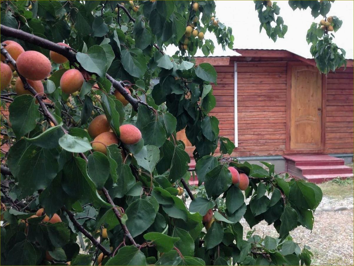(отдых, базе, рыбачок, живописной, астраханской) Отдых на базе