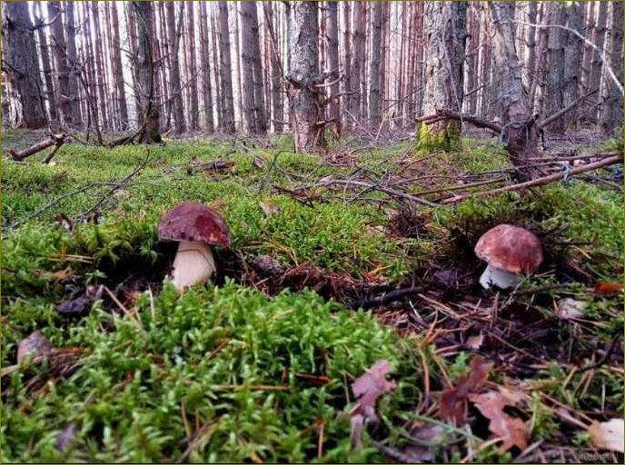 (лучшие, базы, отдыха, мологе, вологодской) Лучшие базы отдыха на Мологе в Вологодской области — идеальное место для релаксации и отдыха на природе