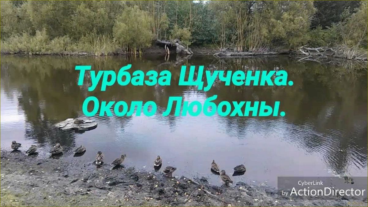 (база, отдыха, щучье, любохна, брянской) База отдыха