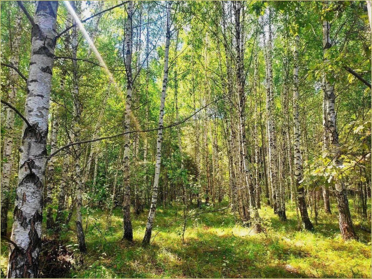 (лебяжье, база, отдыха, ростовской, области) Лебяжье база отдыха в Ростовской области — идеальное место для отдыха и развлечений