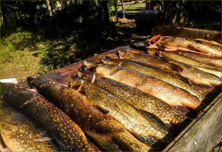 Лучшие базы отдыха и рыбалки в живописной Архангельской области 