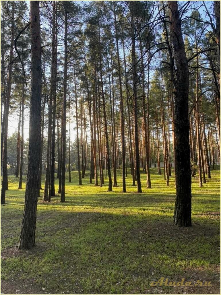 Располагающие к отдыху леса Ростовской области — уединение, природные красоты и возможности для активного отдыха