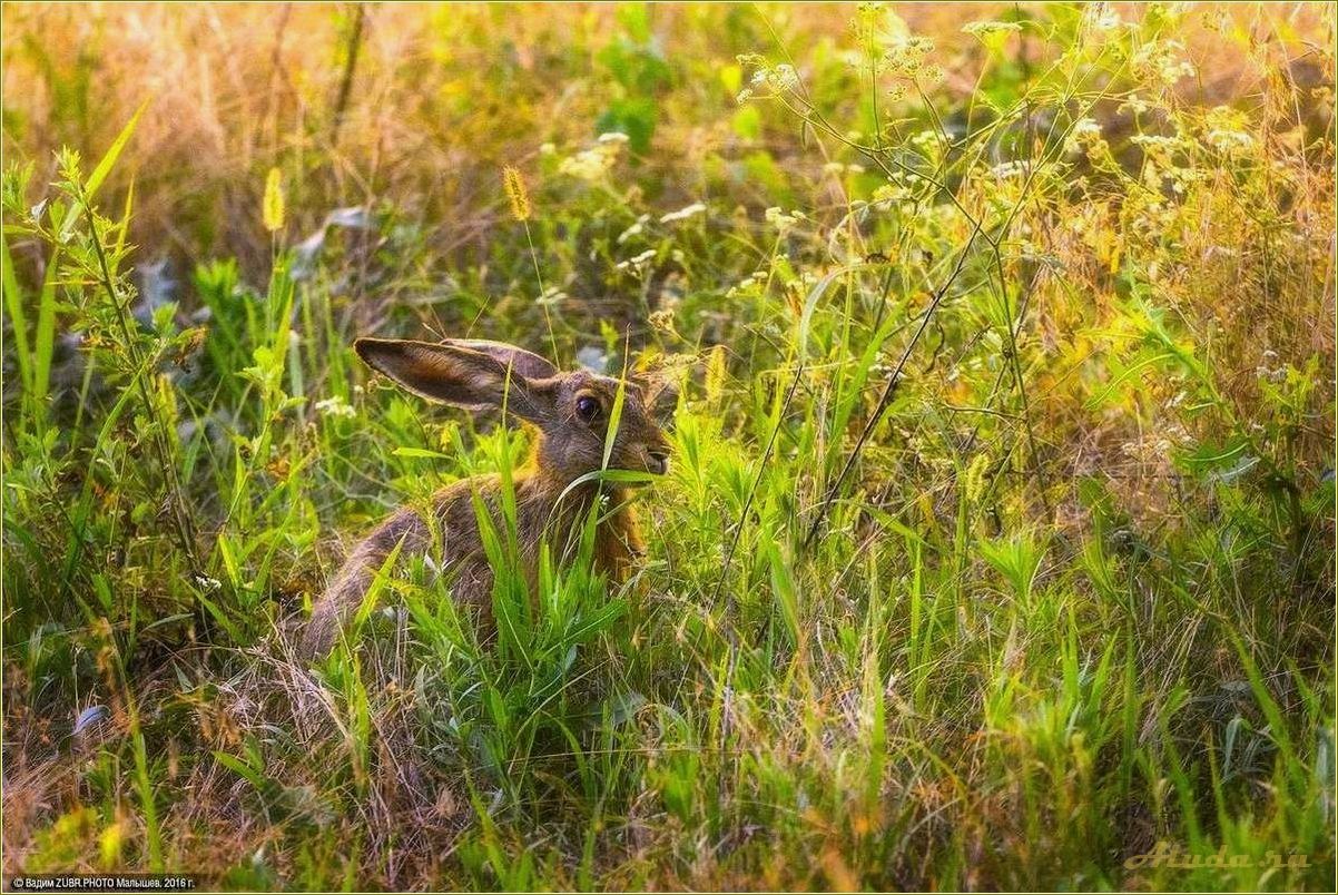 Располагающие к отдыху леса Ростовской области — уединение, природные красоты и возможности для активного отдыха