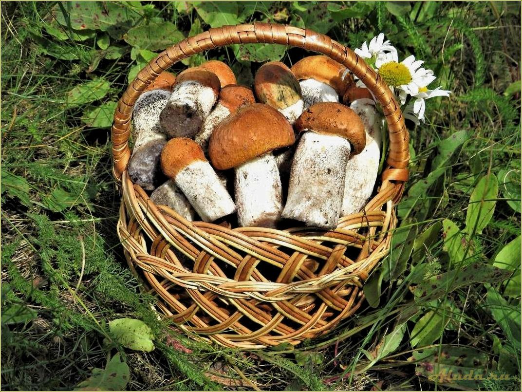 Лукошко — ферма отдыха в Челябинской области