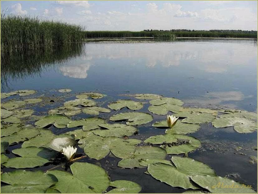 (тамбовская, область, отдых, озере) Тамбовская область: отдых на озере