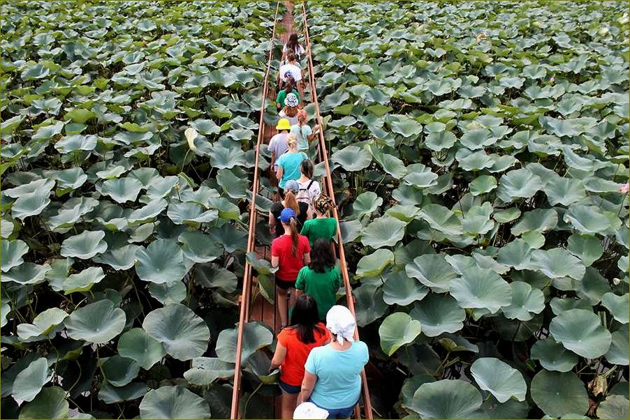 Разнообразие видов туризма в Астраханской области — от путешествий по водным просторам Волги до экскурсий в исторические города 