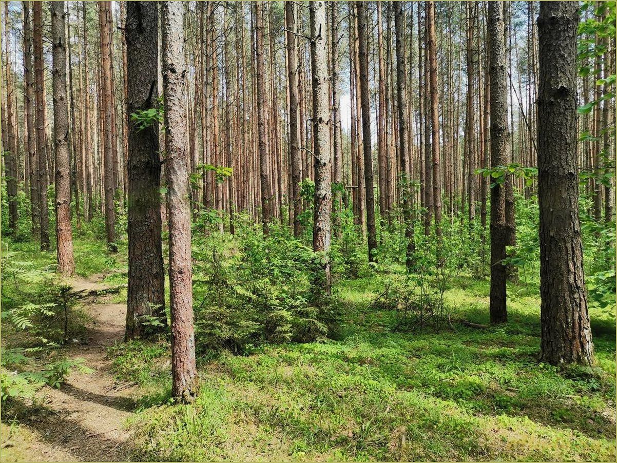 Отдых в лесу Смоленской области
