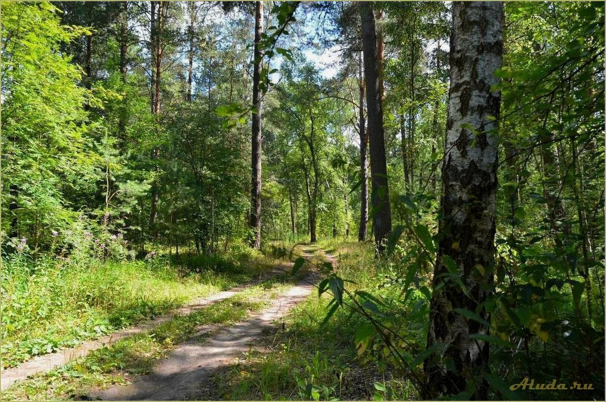 Отдых в лесу Смоленской области