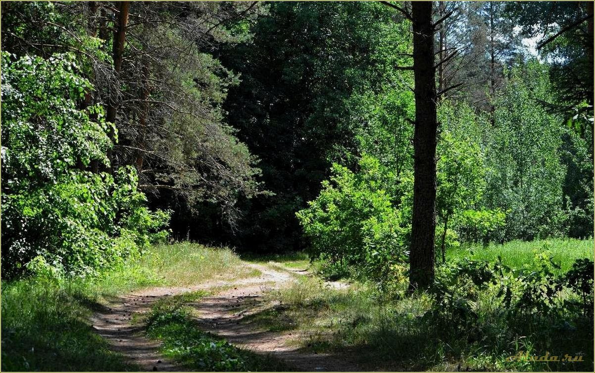 Отдых в лесу Смоленской области