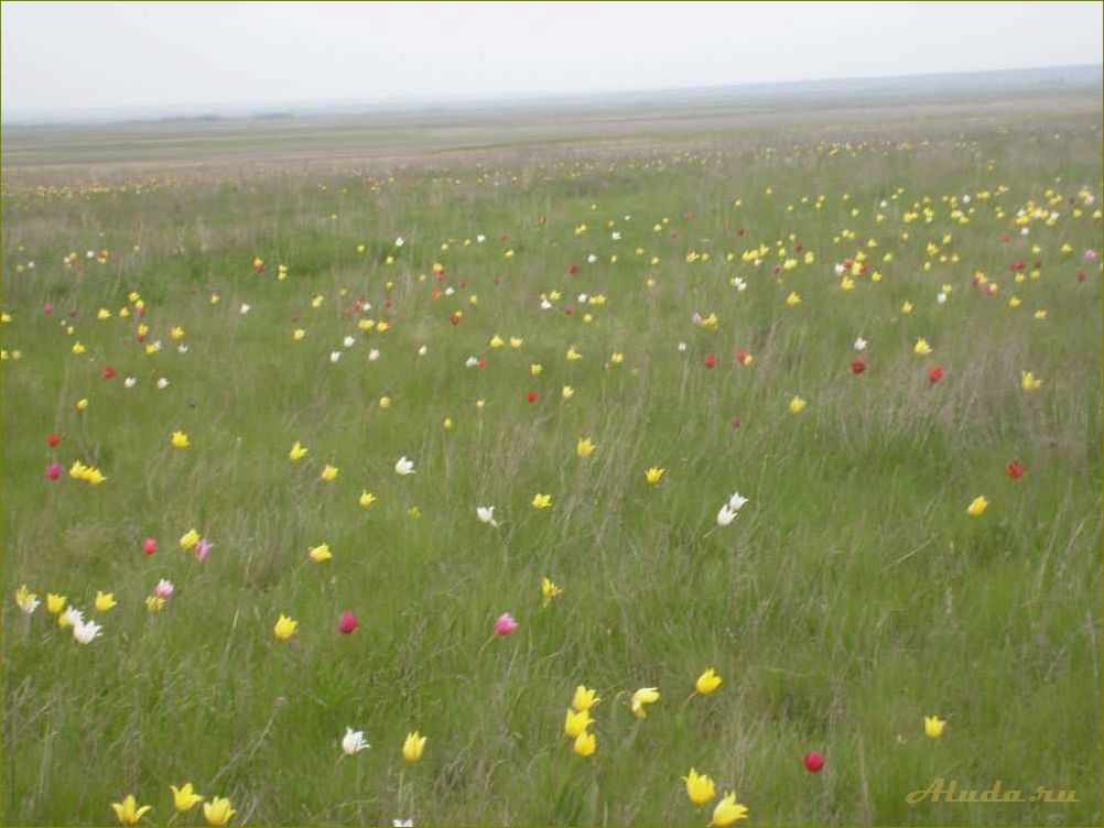 (отдых, первомайском, районе, оренбургской, области) Отдых в первомайском районе оренбургской области — прекрасные природные ландшафты, уникальные достопримечательности и комфортные условия для отдыха