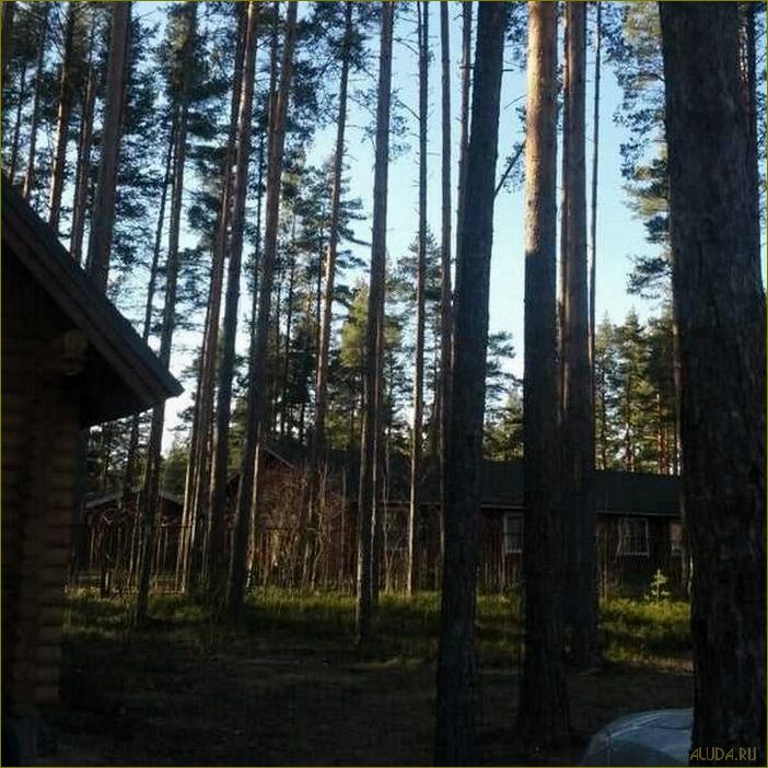 (роскошная, база, отдыха, брусника, идеальное) Роскошная база отдыха