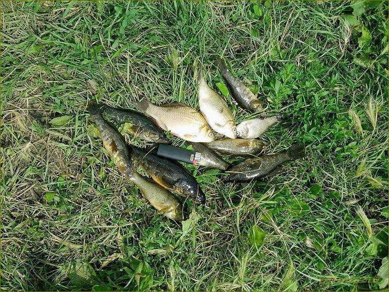 Отдых в Омске и Омской области — лучшие места для рыбалки и расслабления