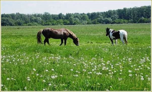 Развитие сельского туризма в Самарской области: новые возможности для развития экономики и привлечения гостей.