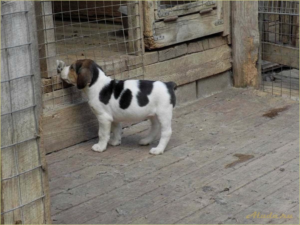 Отдых с собакой в Саратовской области