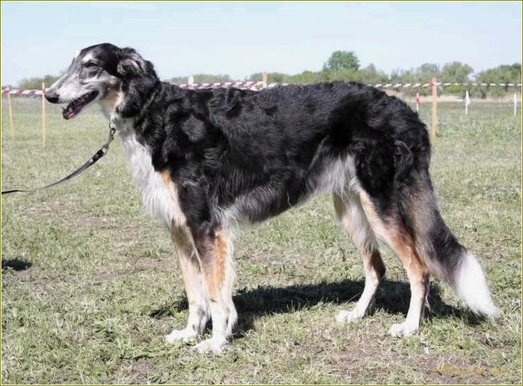 Отдых с собакой в Саратовской области