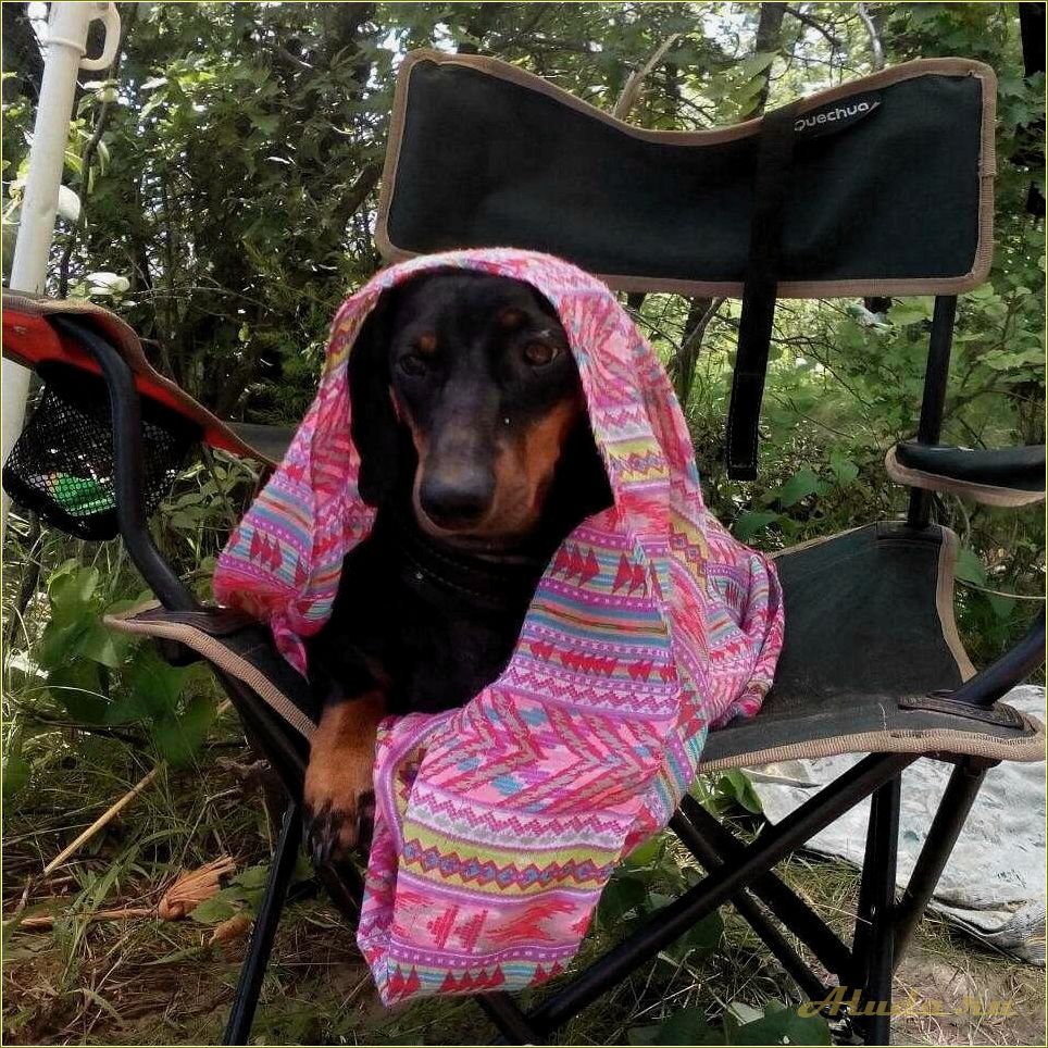 Отдых с собакой в Саратовской области