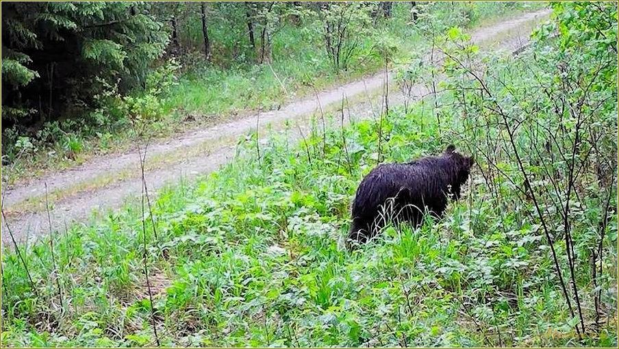 Отдых с животными в Челябинской области: лучшие места для путешествия