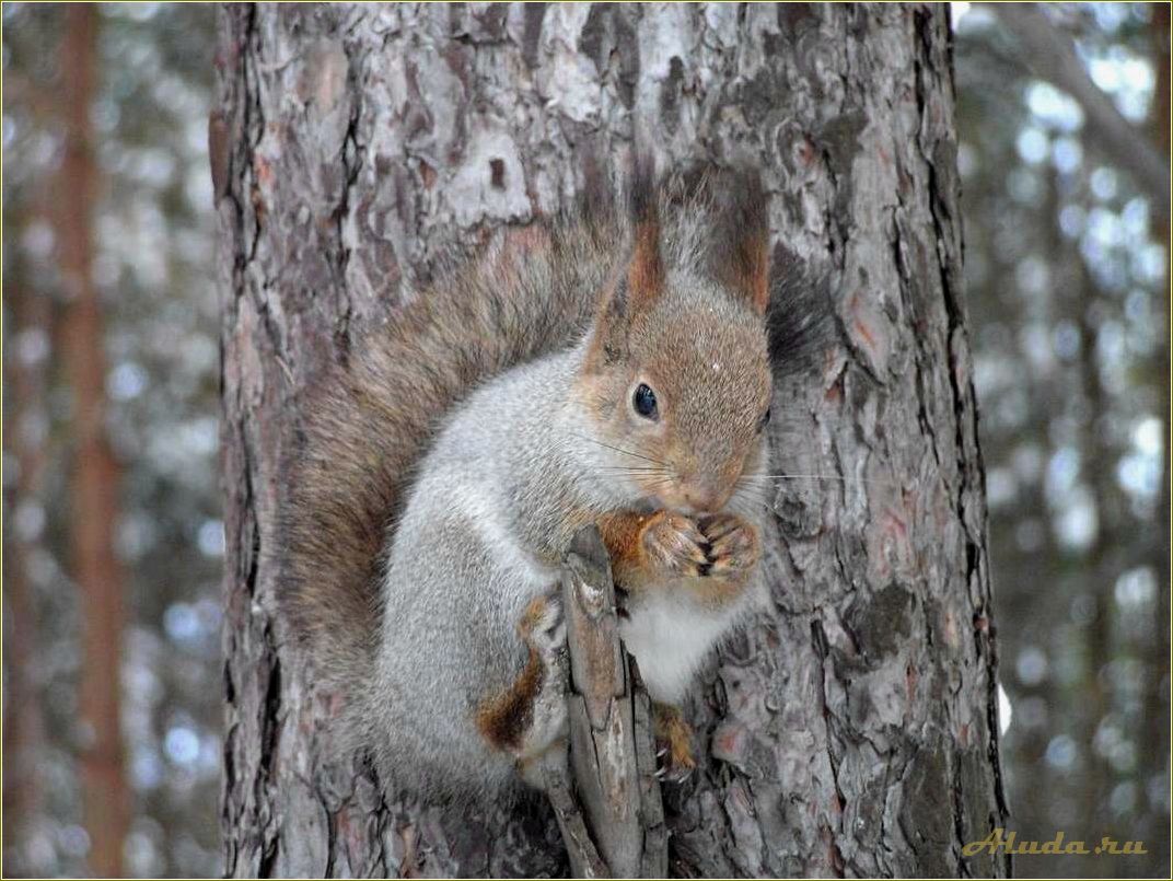 Отдых с животными в Челябинской области: лучшие места для путешествия