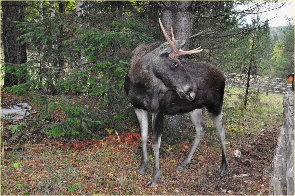 Отдых с животными в Челябинской области: лучшие места для путешествия