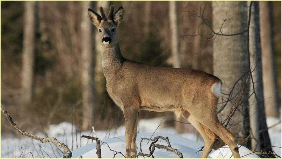 Отдых с животными в Челябинской области: лучшие места для путешествия