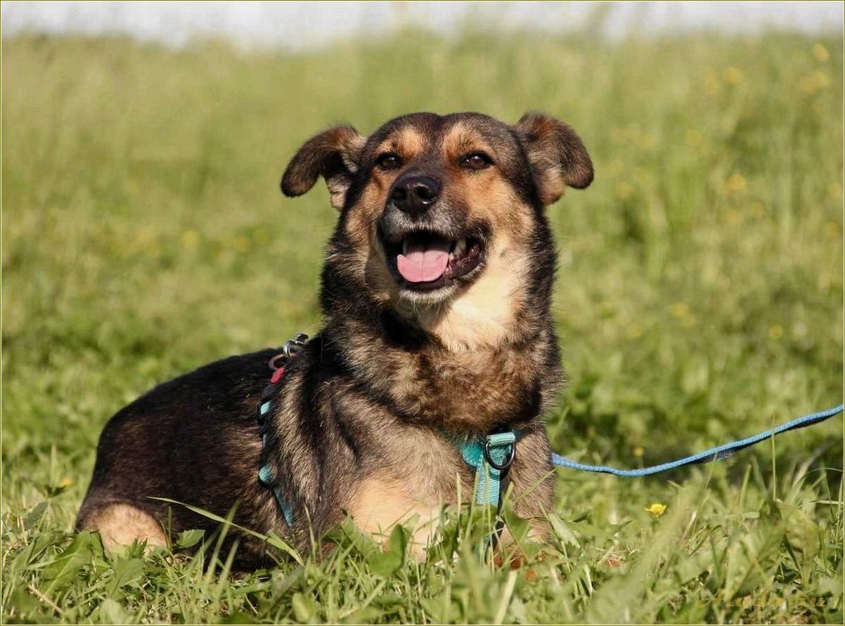 Отдых в Рязанской области с собакой — лучшие места для активного отдыха и спокойного времяпрепровождения