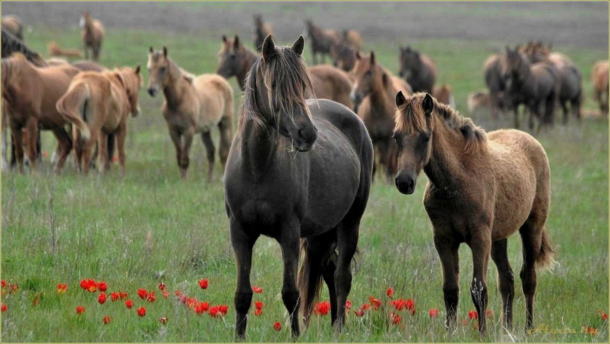 (отдых, заповедниках, ростовской, области, природный) Отдых в заповедниках Ростовской области — природный уголок в сердце Юга России