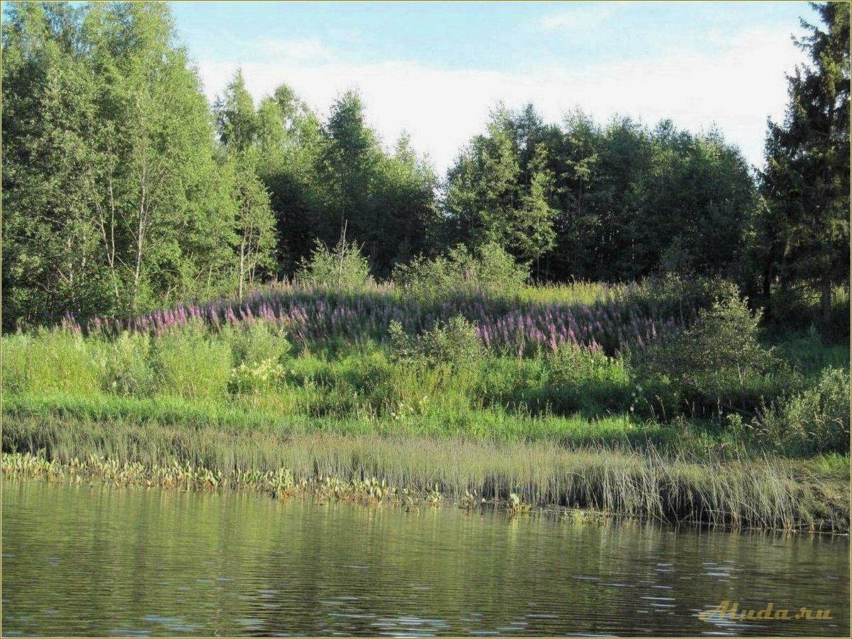 Река Медведица Тверская область отдых
