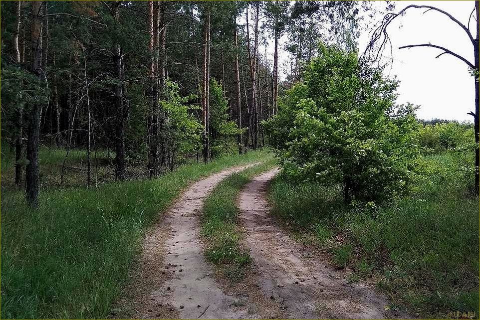 Липецкая область — идеальное место для отдыха в лесах, наслаждения природой и восстановления сил