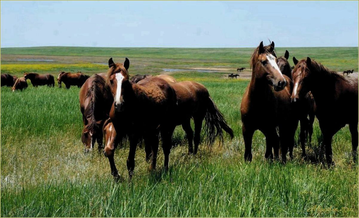 Отдых на лошадях в Ростовской области — идеальное место для любителей верховой езды и природы