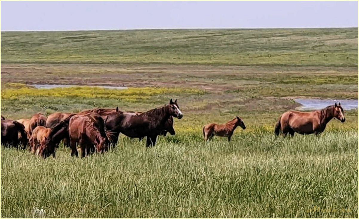 Отдых на лошадях в Ростовской области — идеальное место для любителей верховой езды и природы