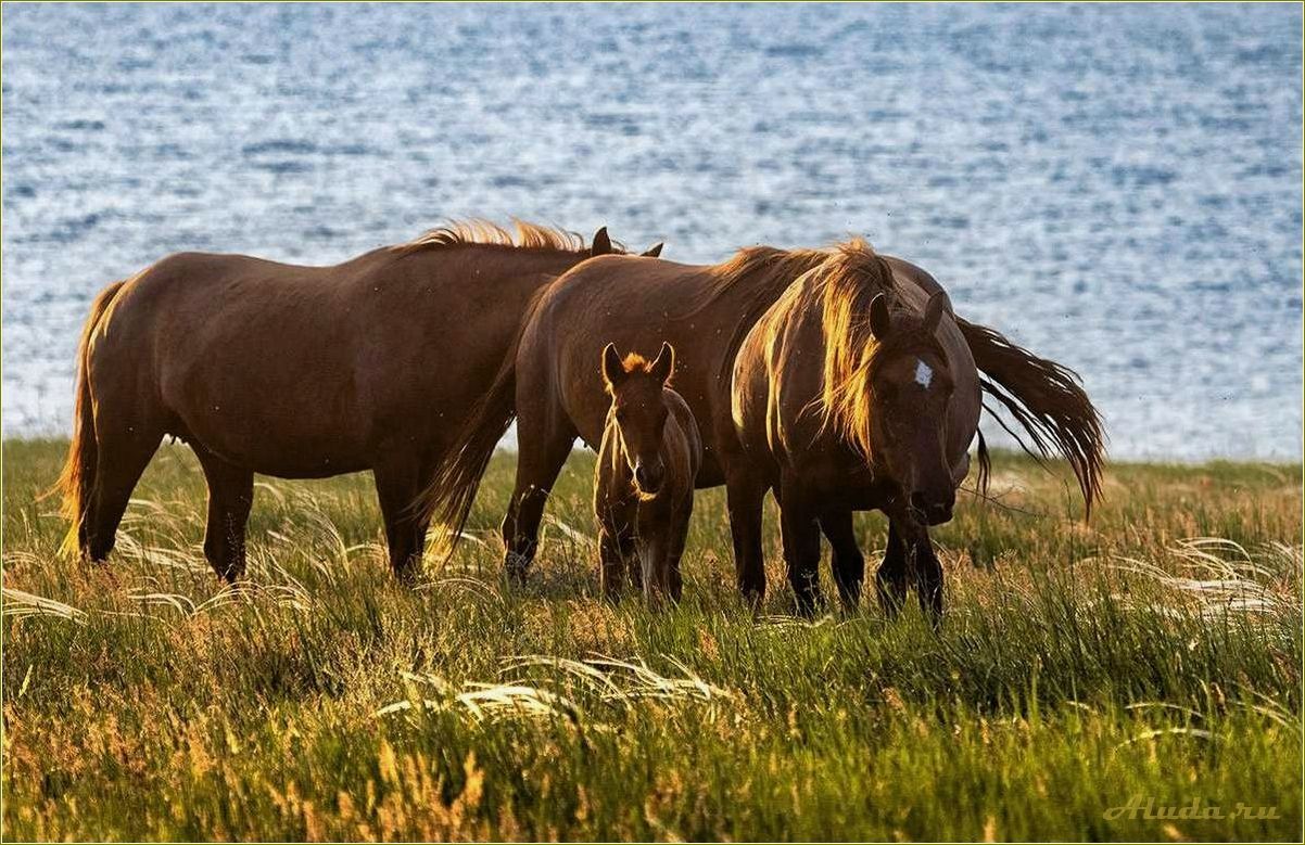 Отдых на лошадях в Ростовской области — идеальное место для любителей верховой езды и природы