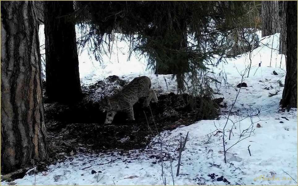 (отдых, рязанской, области, вашими, любимцами) Отдых в Рязанской области с вашими любимцами — лучшие места для совместного отдыха с животными