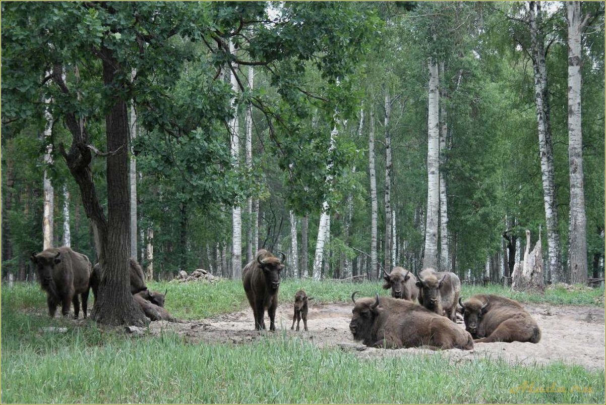 (отдых, рязанской, области, вашими, любимцами) Отдых в Рязанской области с вашими любимцами — лучшие места для совместного отдыха с животными