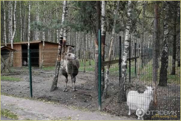 (отдых, рязанской, области, вашими, любимцами) Отдых в Рязанской области с вашими любимцами — лучшие места для совместного отдыха с животными