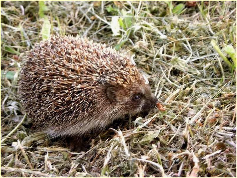 (отдых, рязанской, области, вашими, любимцами) Отдых в Рязанской области с вашими любимцами — лучшие места для совместного отдыха с животными