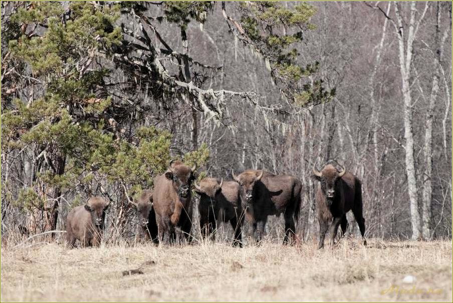 (отдых, рязанской, области, вашими, любимцами) Отдых в Рязанской области с вашими любимцами — лучшие места для совместного отдыха с животными