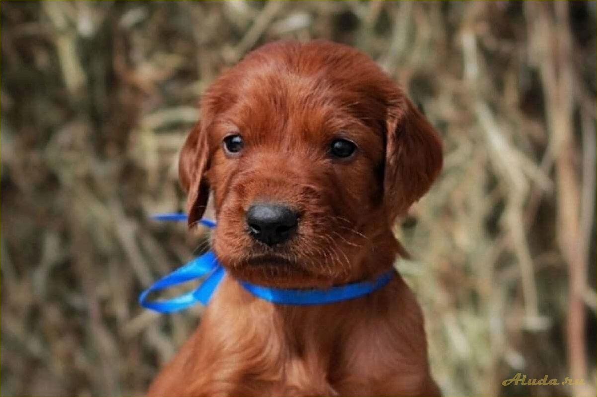 Отдых с собаками в Нижегородской области — лучшие места для активного отдыха вместе с вашим питомцем