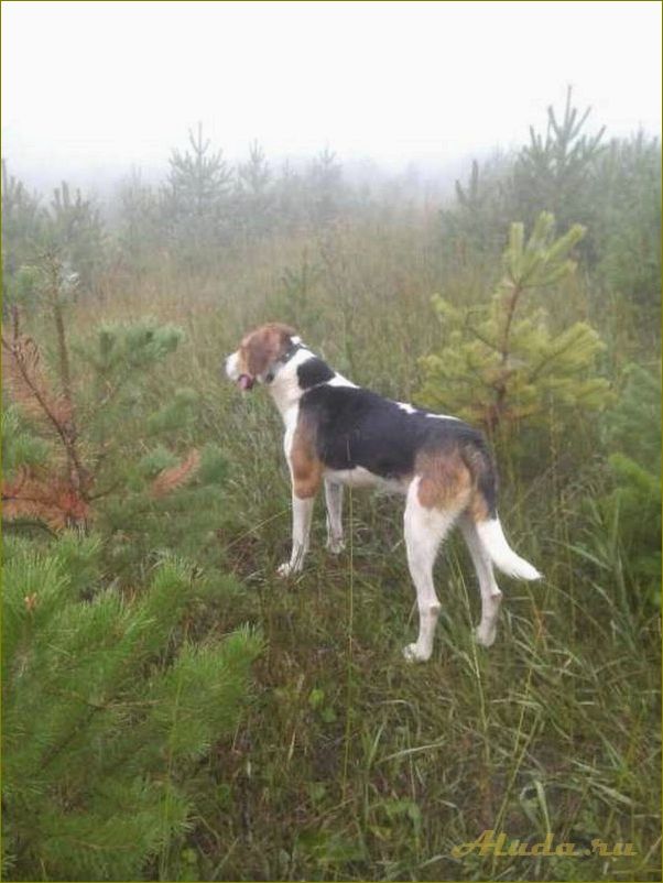 Отдых с собаками в Нижегородской области — лучшие места для активного отдыха вместе с вашим питомцем